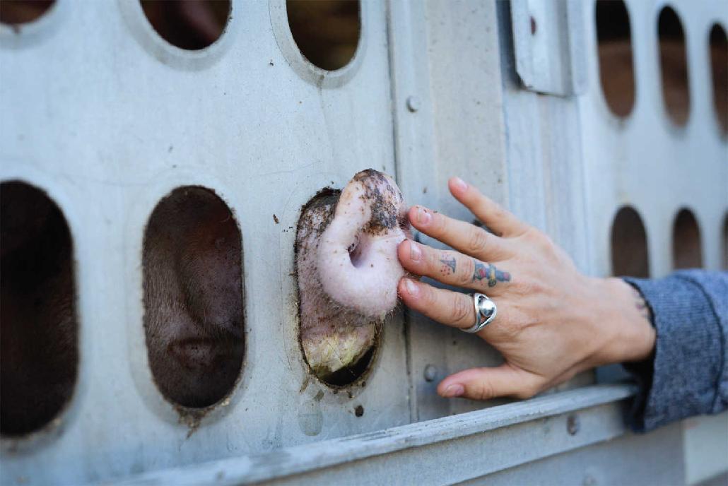 Jo-Anne McArthur INTRODUCTION Animal rights the rights of animals claimed - photo 5