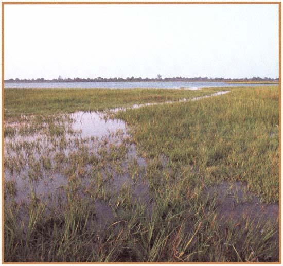 A saltwater marsh in Assateague Island National Seashore Maryland The - photo 5