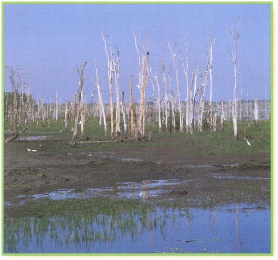 A large wetland in Northern Territory Australia Some wetlands are huge - photo 4