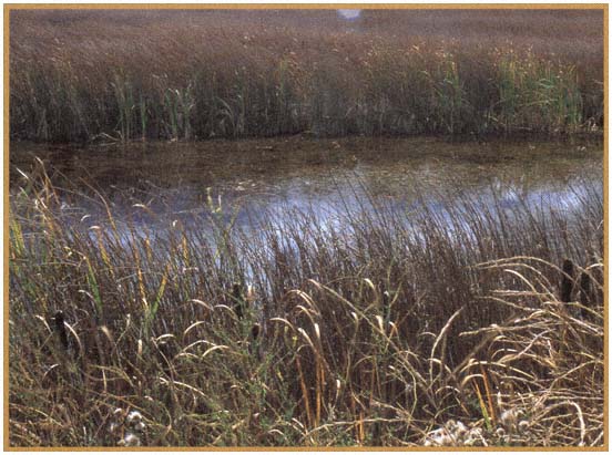 A kind of wetland called a marsh in Bear Lake National Wildlife Refuge Idaho - photo 3