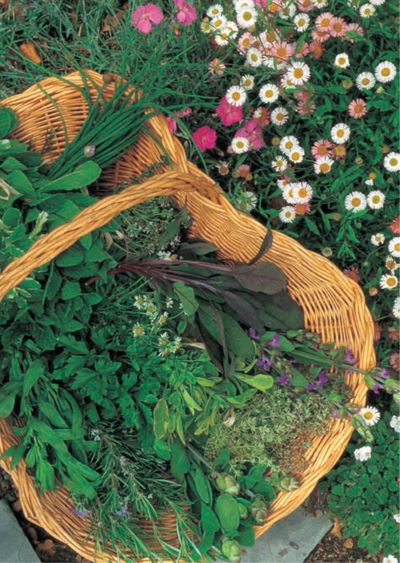 This harvest of fresh herbs is every chefs dream Included are many of the - photo 8