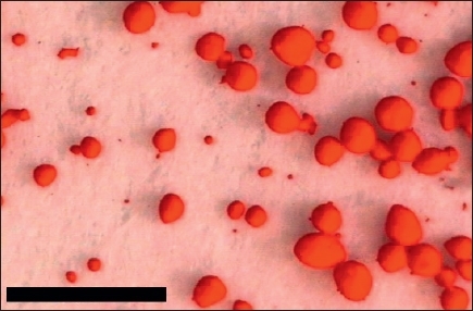 Figure 13 Optical micrograph of pigment Red 3 scale bar 1 mm Figure - photo 6