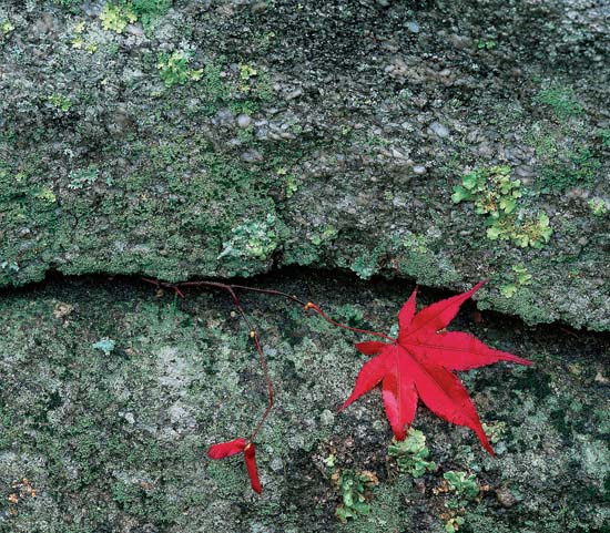 A natural break or cleft in a weathered lichened piece of fieldstone - photo 3