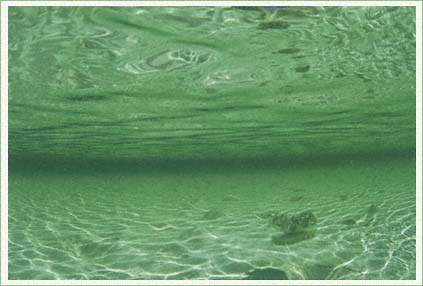 S ome jellyfish lie on the shallow bottom in clear warm seas and grow their - photo 14