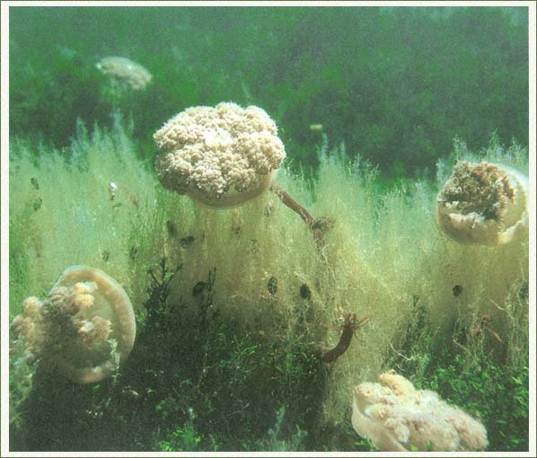 Page null19 S ome jellyfish lie on the shallow bottom in clear warm seas - photo 13