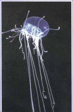 Cigar jellyfish Page null12 J ellyfish sting for protection and to catch - photo 9