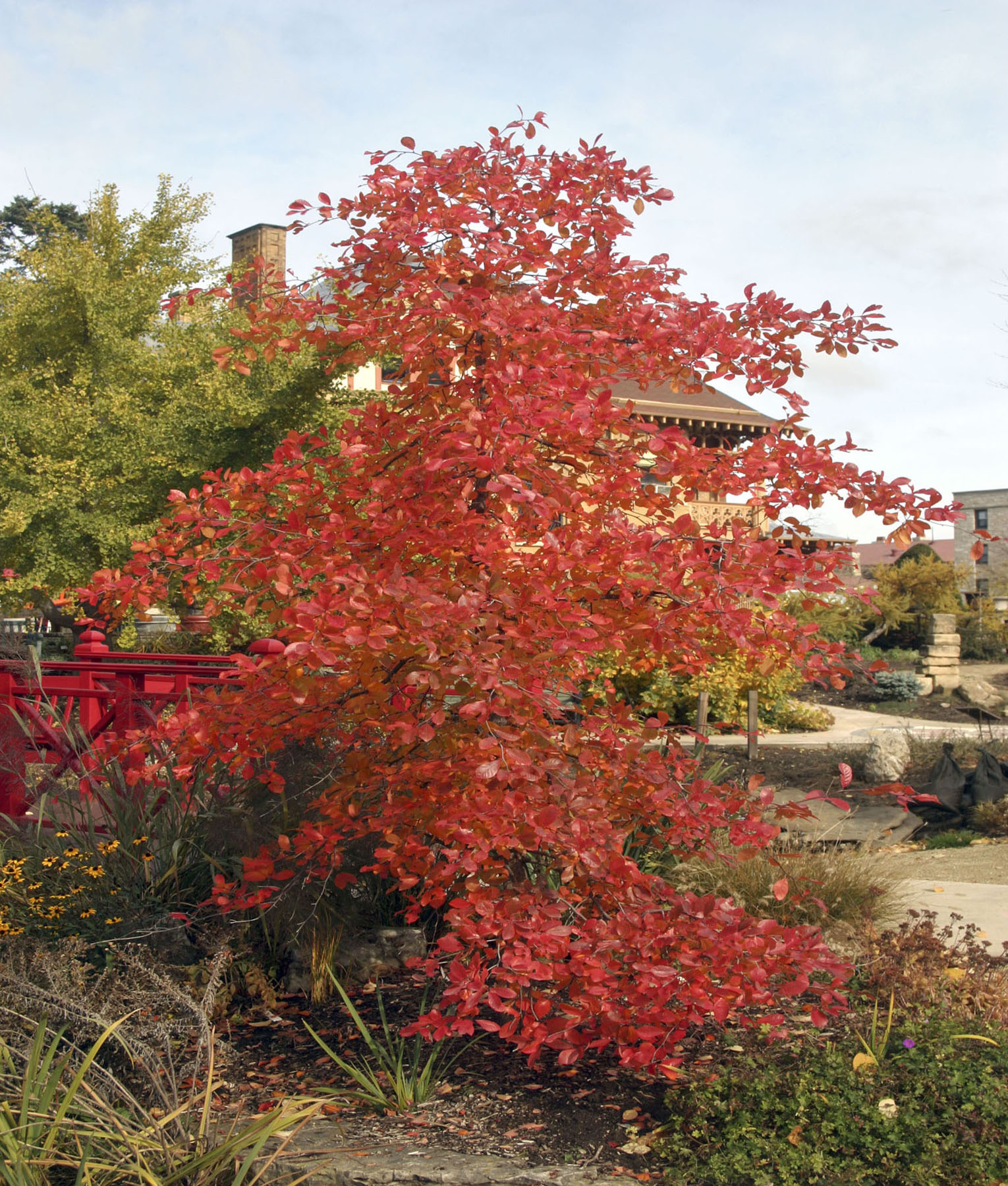 Autumn Cascade a weeping cultivar of native black tupelo at her autumn - photo 3