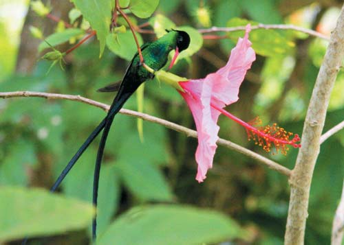 the red-billed streamertail Jamaicas national bird ziplining at Mystic - photo 14