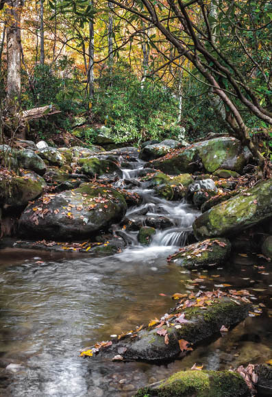 Fall Scenery Roaring Fork Motor Nature Trail CONTENTS Dusk Clingmans - photo 5