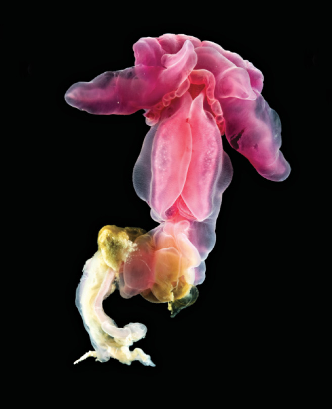 The acorn worm or enteropneust Yoda purpurata which feeds on seafloor - photo 8