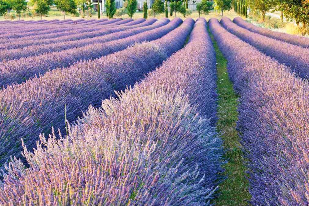 Top Attraction 6 iStock Provence This southern region is packed with - photo 9