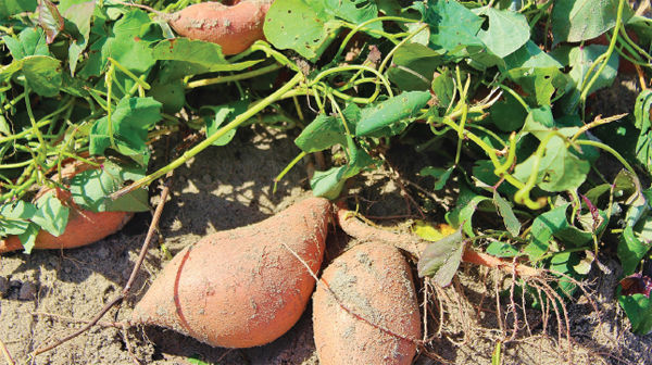 Roots versus Tubers We eat the part of the sweet potato we call the root This - photo 9