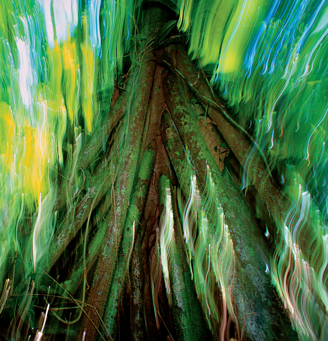 A Magic Web The Tropical Forest of Barro Colorado Island - photo 2