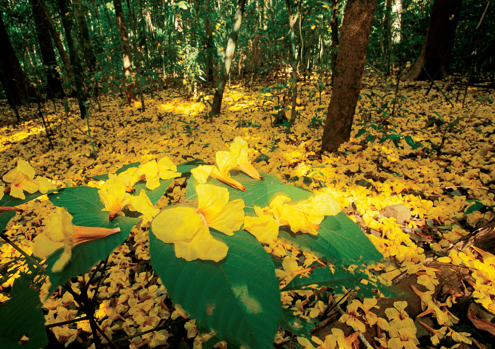 A dry-season rain can trigger a synchronized mass flowering of Tabebuia - photo 8