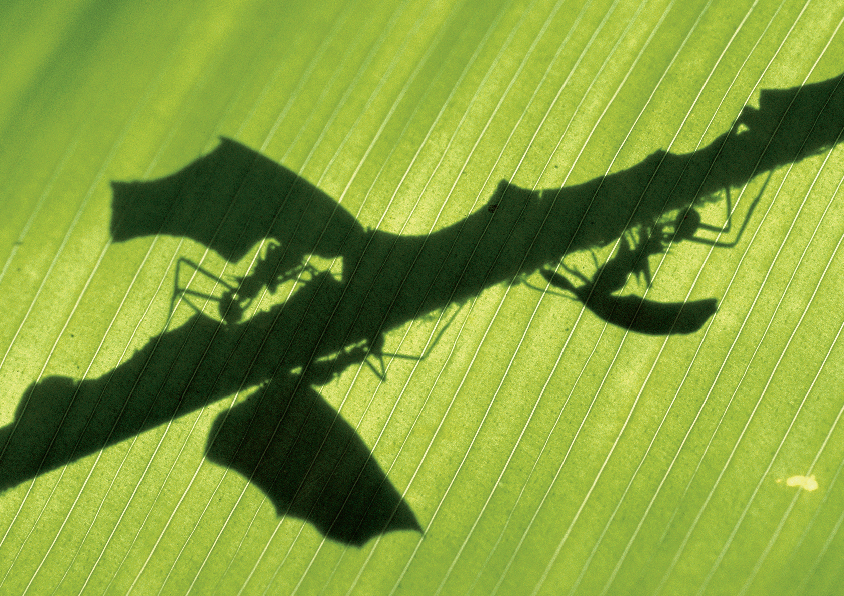 Enormous colonies of millions of leaf-cutter ants Atta colombica cultivate - photo 10