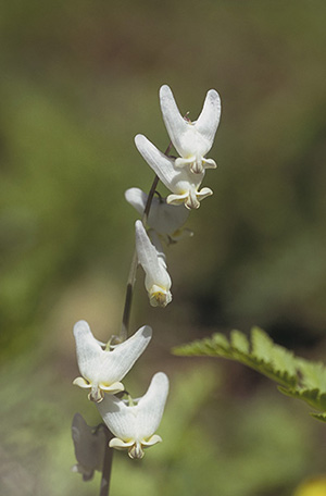 Dicentra cucullaria Dutchmans breeches flowers resemble tiny pants When I - photo 2