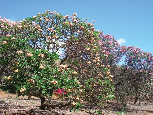 plumeria in bloom at the Koko Crater Botanical Garden North Shore Oahus rural - photo 14