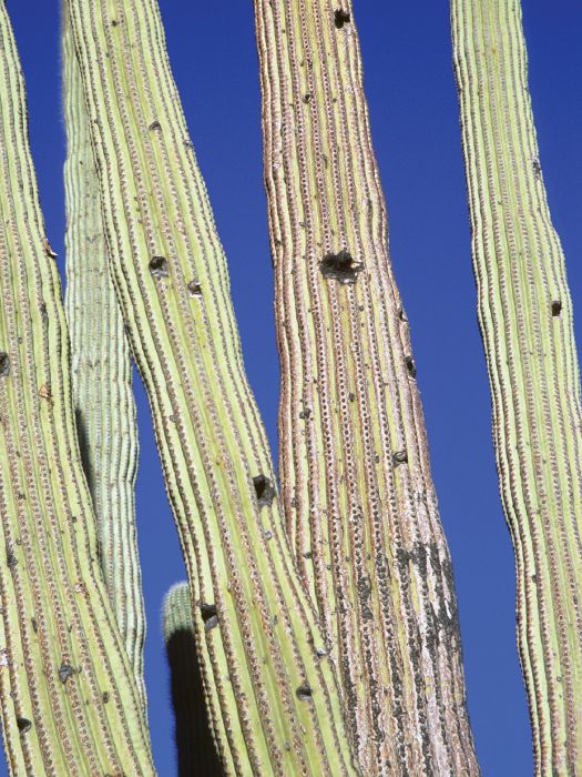 100 CLASSIC HIKES IN ARIZONA Grand Canyon Colorado Plateau San - photo 2