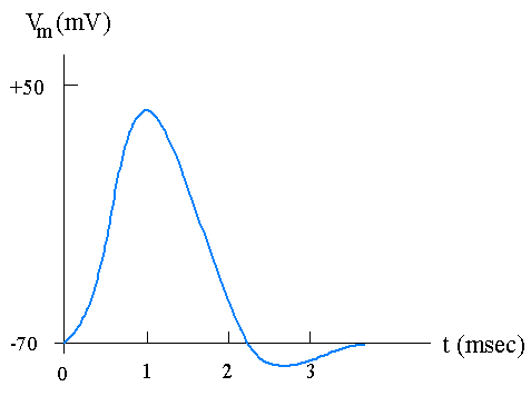 Figure 21 A typical nerve impulse action potential Ion Conductances The - photo 2