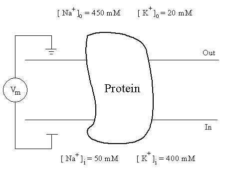 Figure 22 Ion concentrations on both sides of a nerve membrane which - photo 3