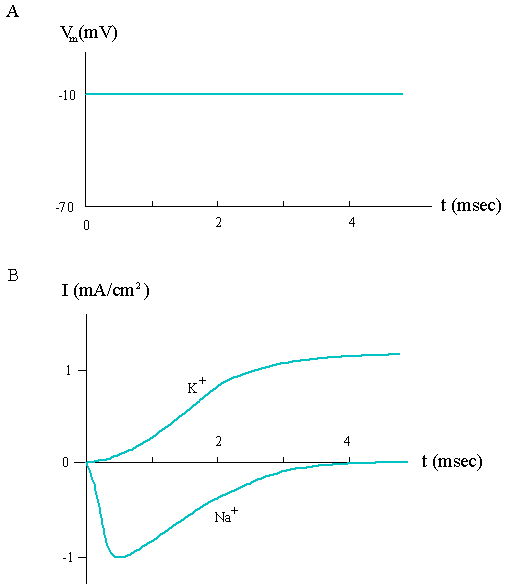 Figure 23 Ion currents measured from the voltage clamp circuit A The - photo 4