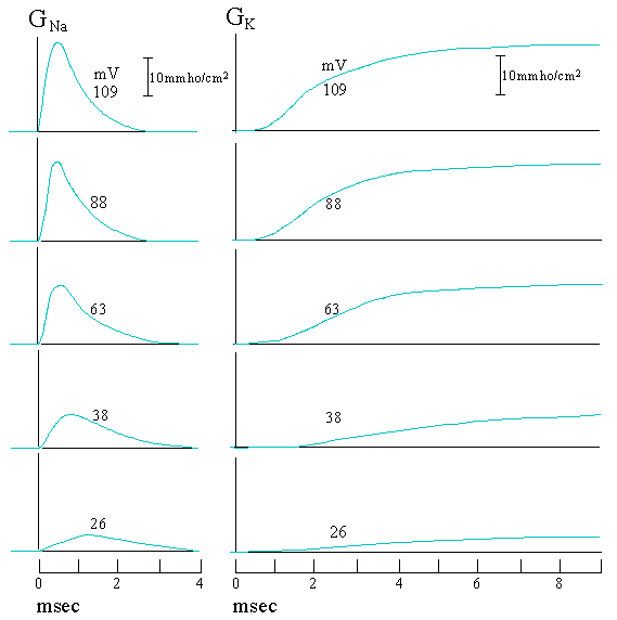 Figure 24 Time courses of Na and K conductances at a few depolarizations - photo 5