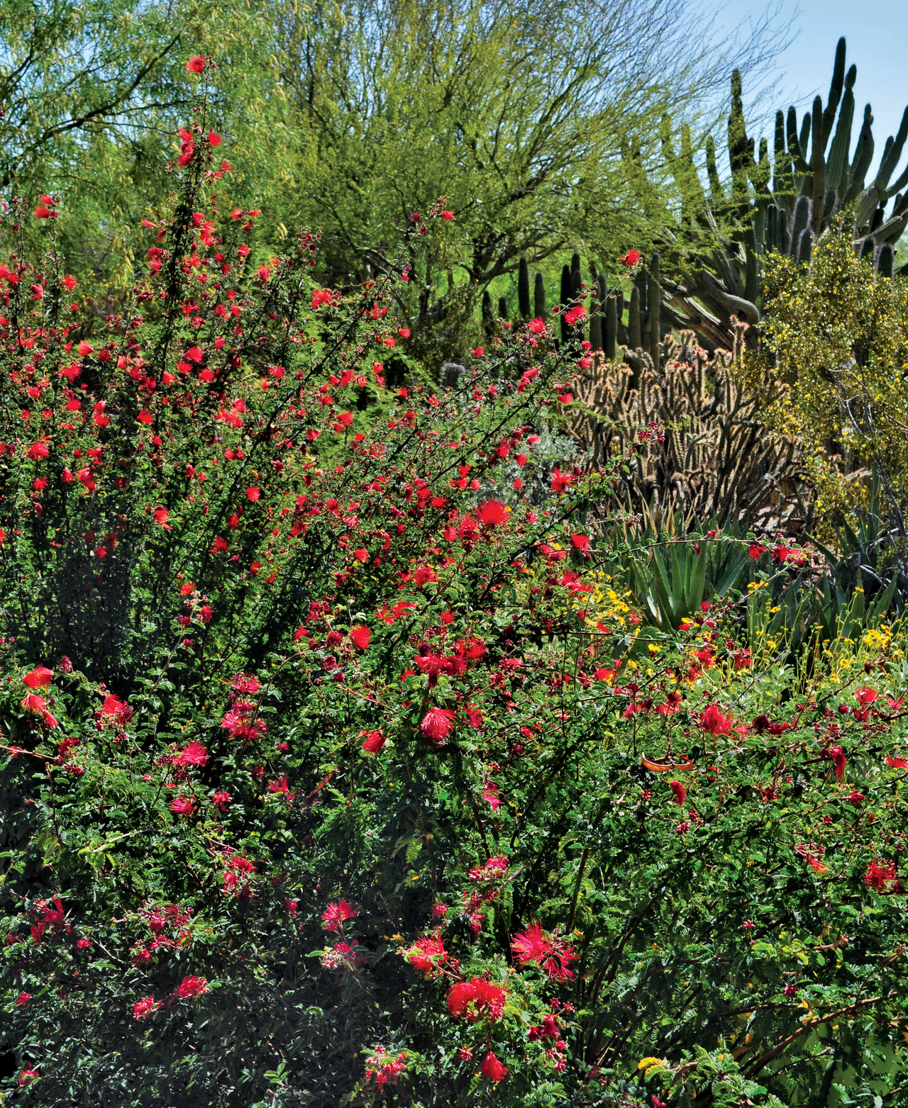 Baja fairy duster Calliandra californica adds color and lushness to a desert - photo 8