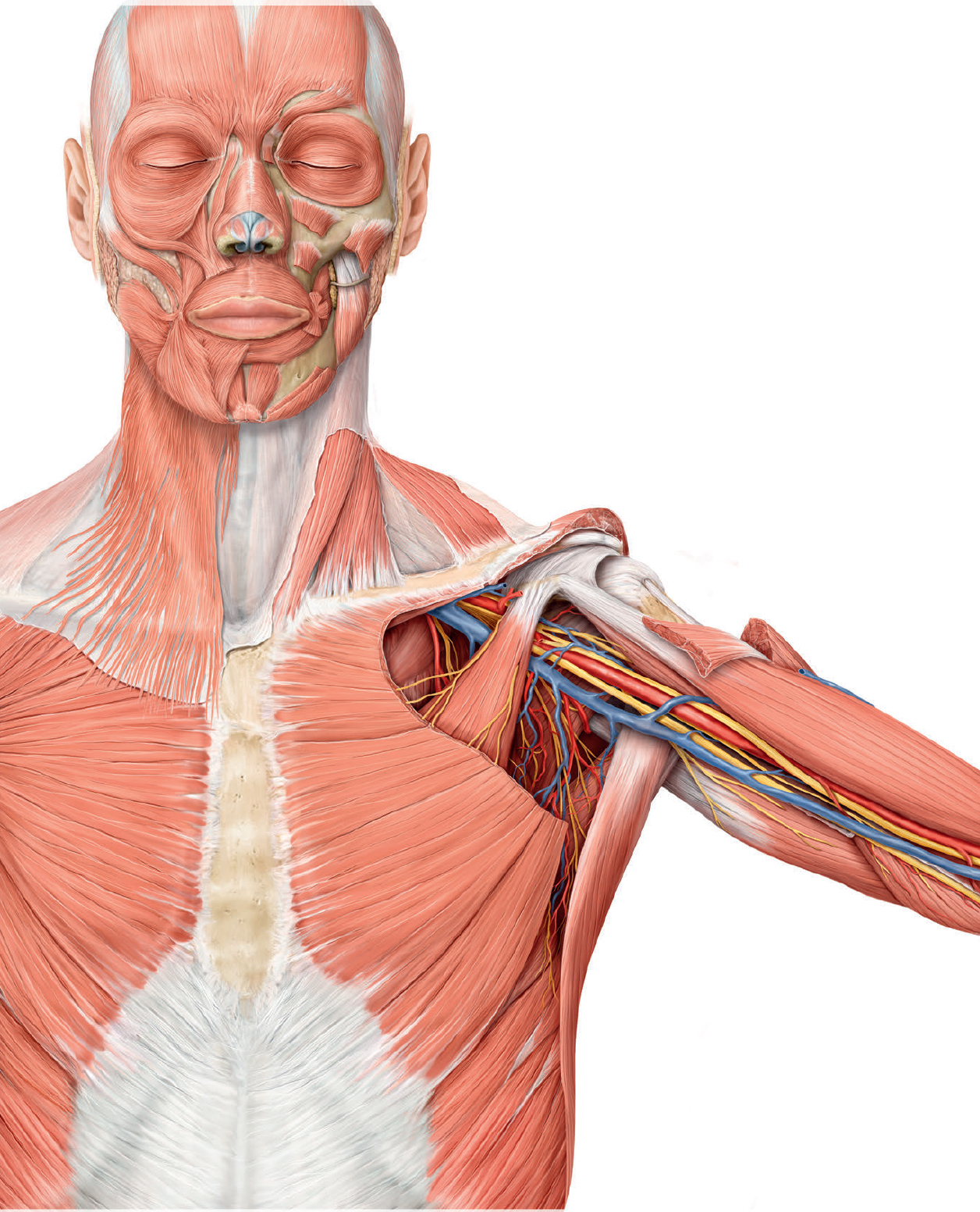 Atlas of Anatomy Third Edition Latin Nomenclature Edited by Anne M Gilroy - photo 2