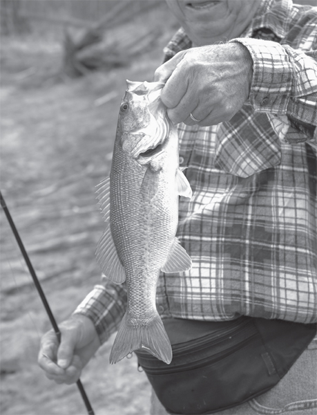 Largemouth and Smallmouth Bass A Introduction WADE BOURNE F ish are some - photo 6