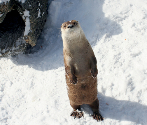 BEWARE OF OTTER Some believe the Nobiagari is merely a mind-bending illusion - photo 3