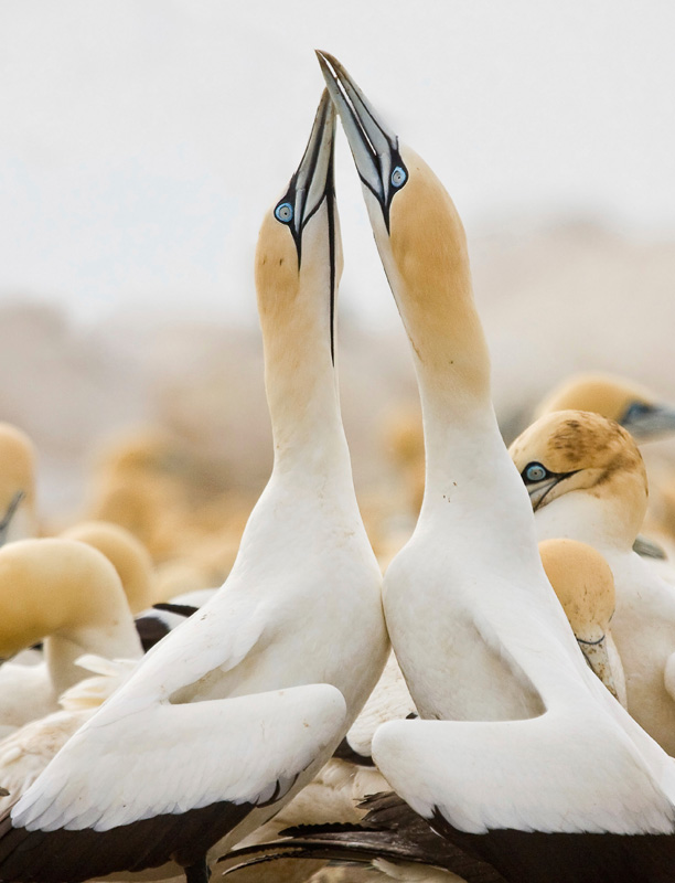 Northern gannets in a mating display WILDLIFE Mass Migrations Mating - photo 1