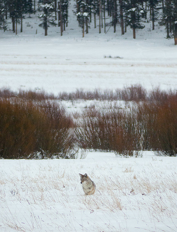 CONTENTS INTRODUCTION Wild animals are beautiful You can enjoy watching them - photo 3