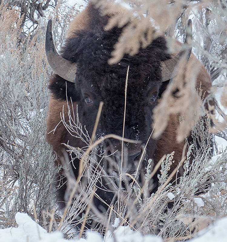 A plains bison enduring winter in Yellowstone National Park GREAT MIGRATIONS - photo 4