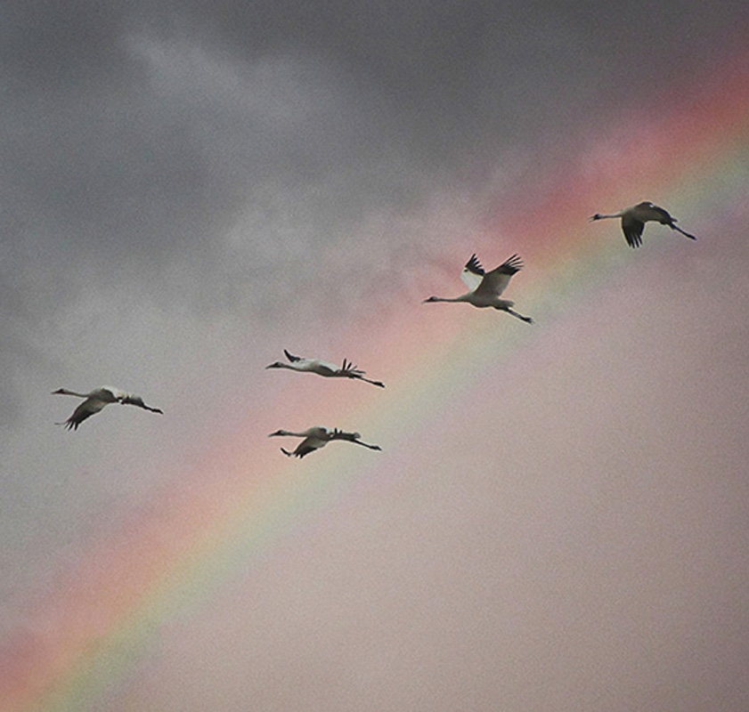 Whooping cranes migrating to the Gulf Coast COLD CURRENT HIGHWAYS Just a - photo 5