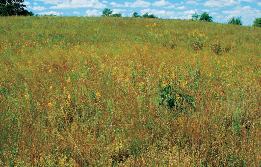 The Western Plains and south-central Canada were once home to sunny open - photo 12