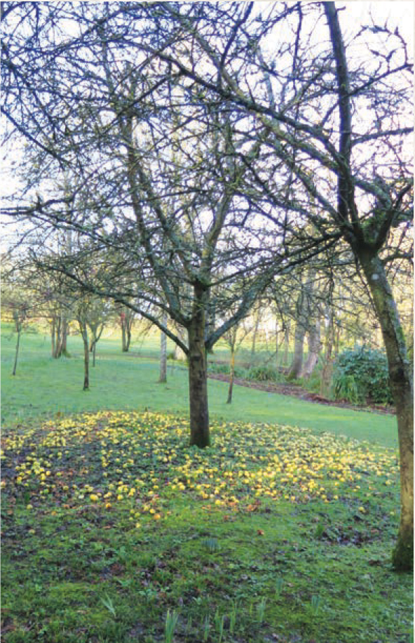 Fallen apples lie on the ground in late winter THE TRADITIONAL ORCHARD - photo 8