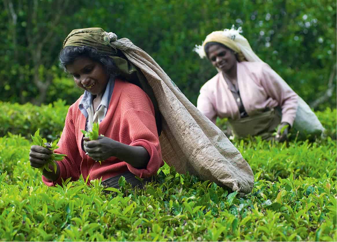 Tea trekking Trek through tea gardens to your hearts content at Kandapola - photo 11