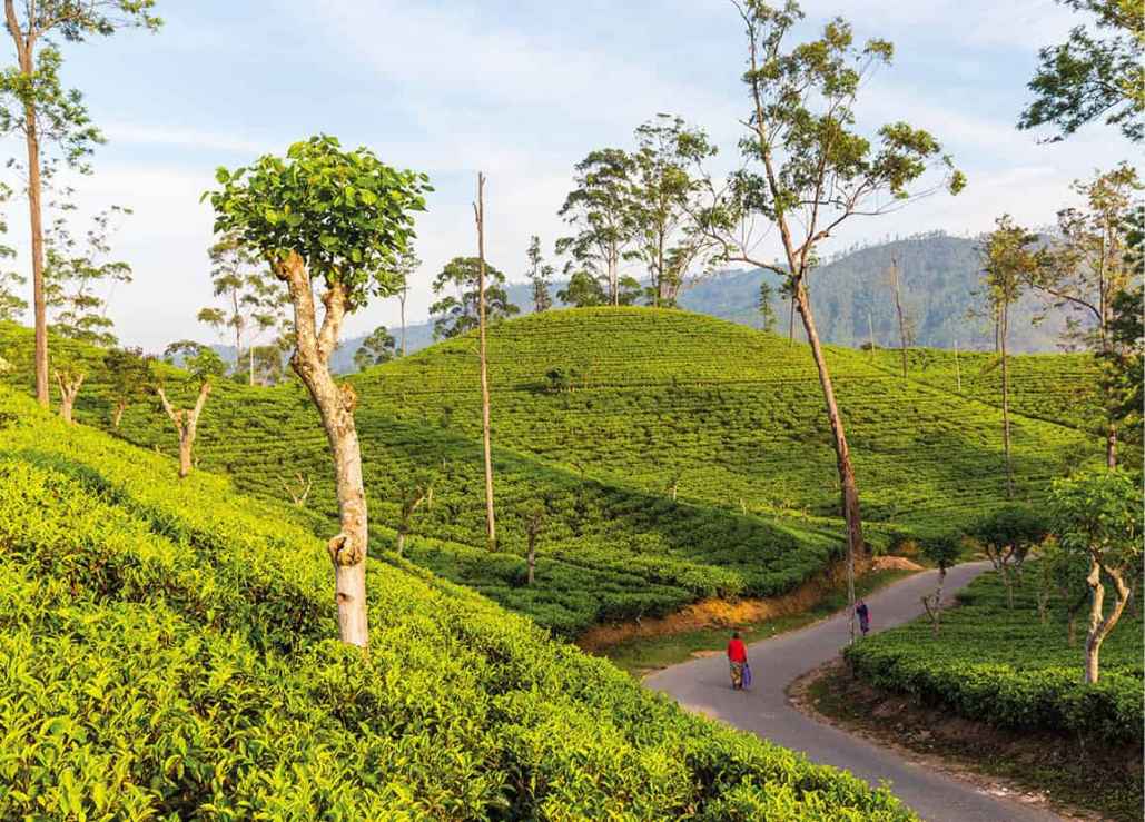 Tea plantations near Ella Getty Images Geography and layout Sri Lanka is a - photo 12