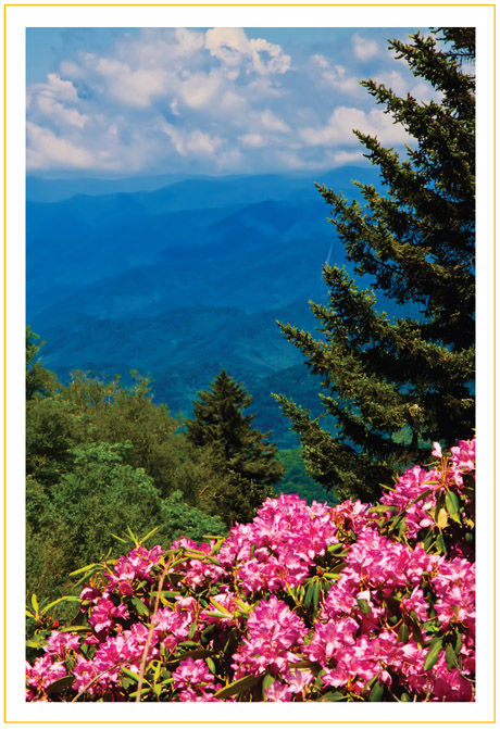 Wildflowers of the Blue Ridge Parkway A Pocket Field Guide Ann and Rob - photo 2