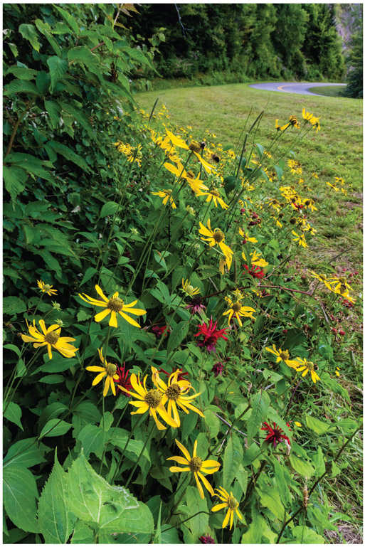 Wildflowers of the Blue Ridge Parkway A Pocket Field Guide Ann and Rob - photo 3