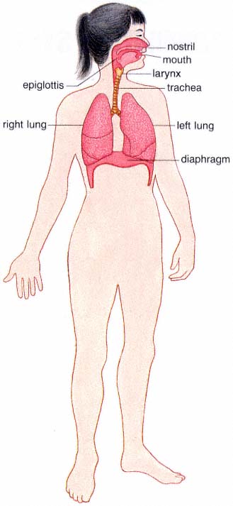 Respiratory System - image 3