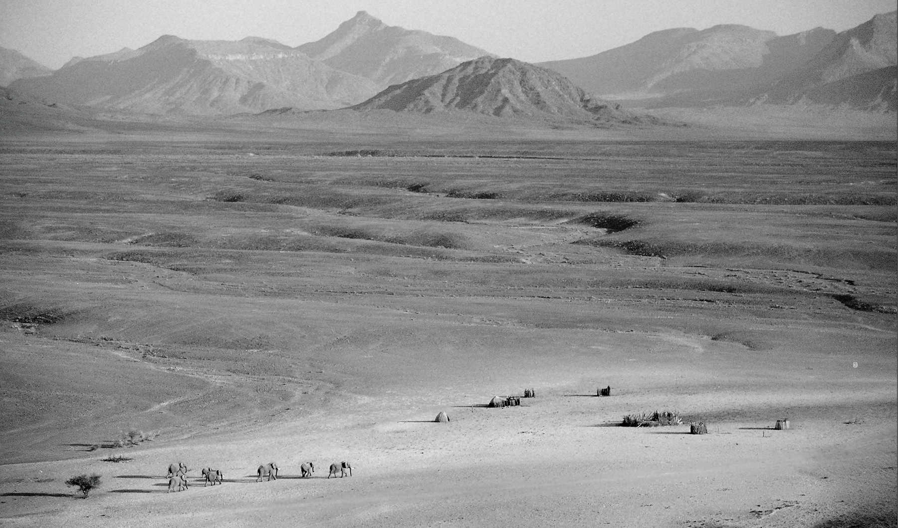 These desert-adapted elephants in northwest Namibia encapsulate part of what - photo 2