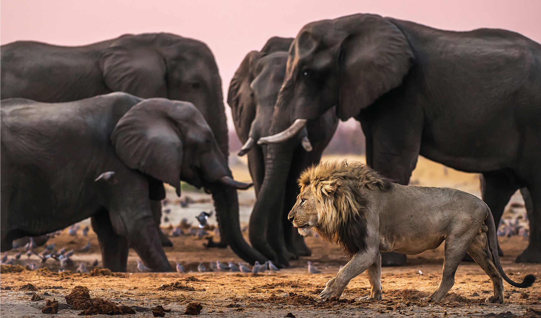 Hannes Lochner Chobe National Park Africa changes you forever like nowhere on - photo 5