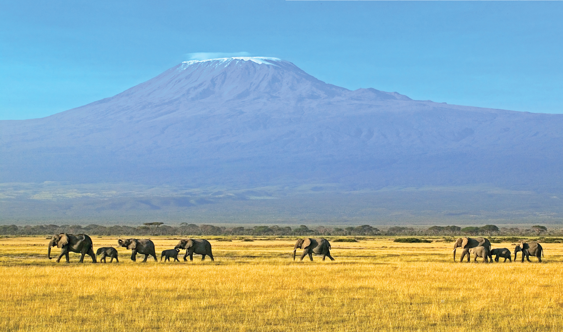 Martin Harvey The Amboseli plains and Mount Kilimanjaro The generation that - photo 8