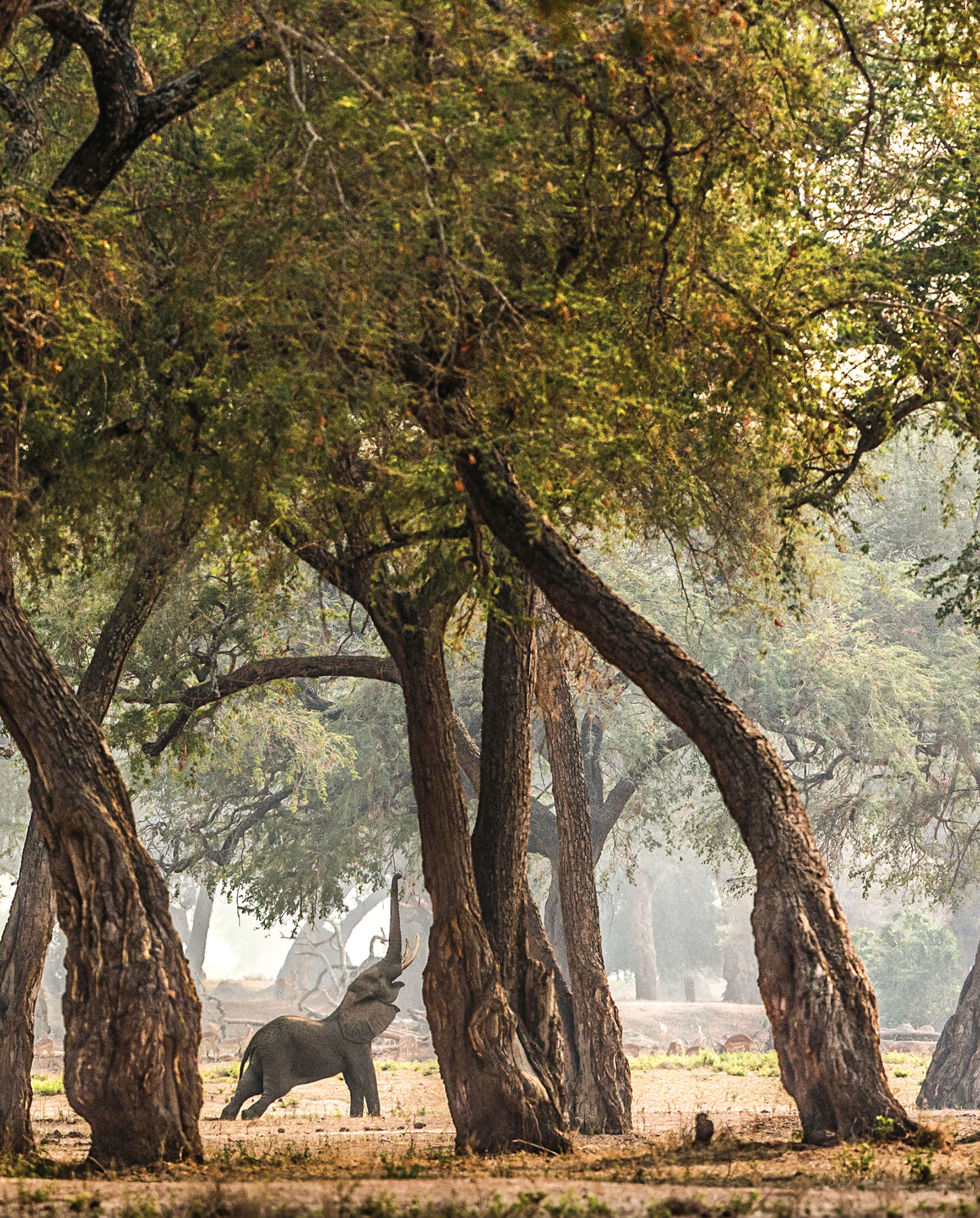 Scott Ramsay Mana Pools Zimbabwe - photo 30