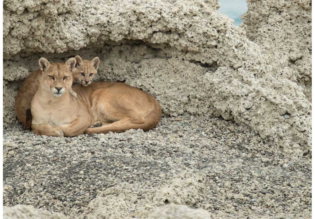 Table of Contents Guide Joe and Mary Ann McDonald are professional wildlife - photo 6