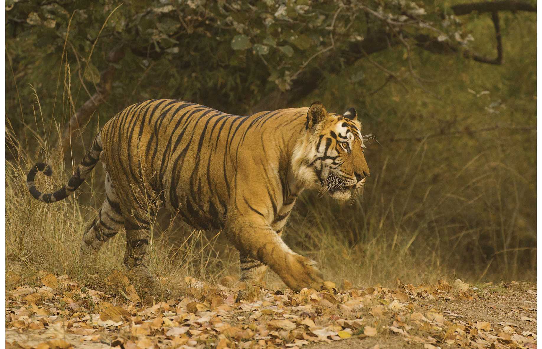 The largest of the Big Cats is the Tiger The Siberian or Amur Tiger can weigh - photo 9