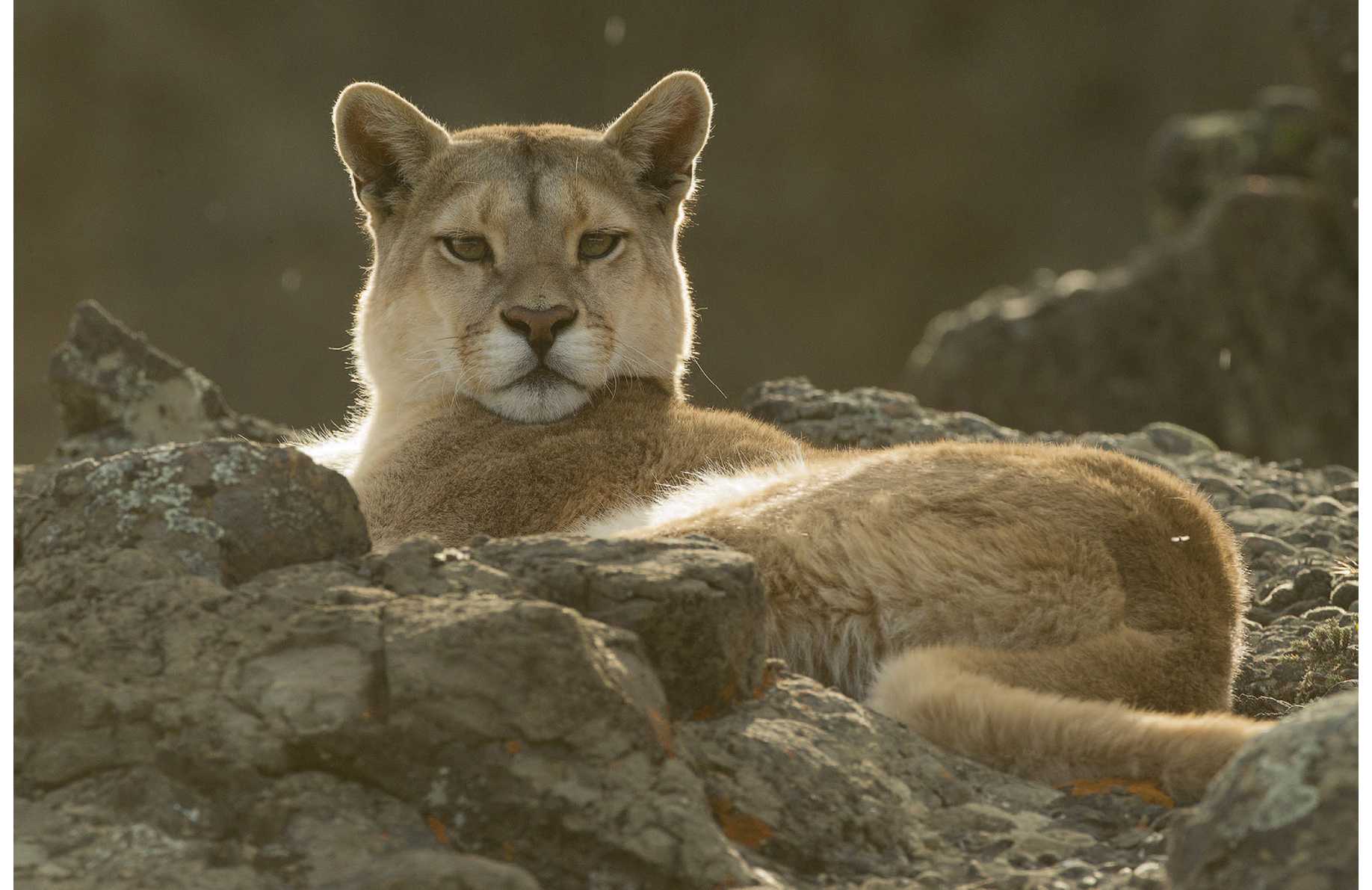 Pumas are known by many names and are commonly called Mountain Lions or Cougars - photo 12