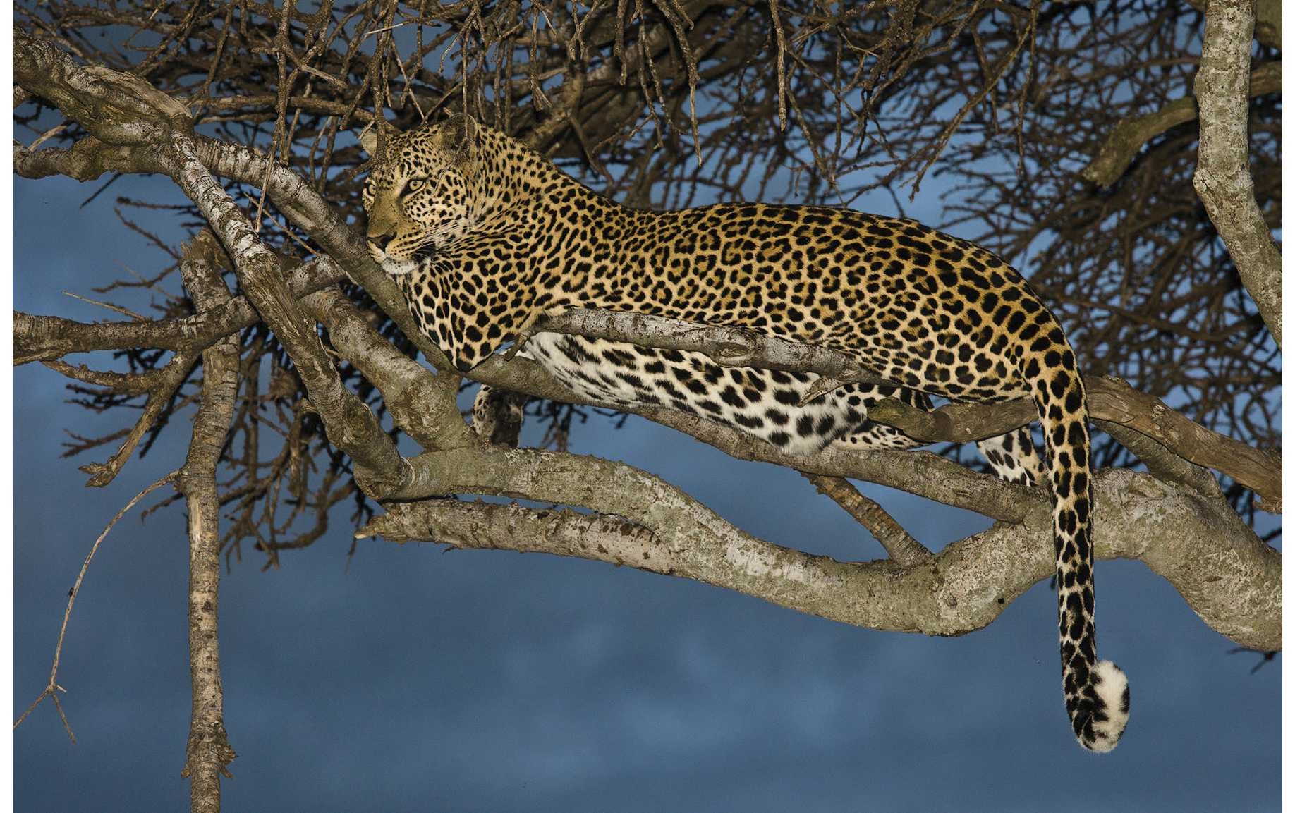 The fifth-largest Big Cat is the wide-ranging Leopard found throughout much of - photo 13