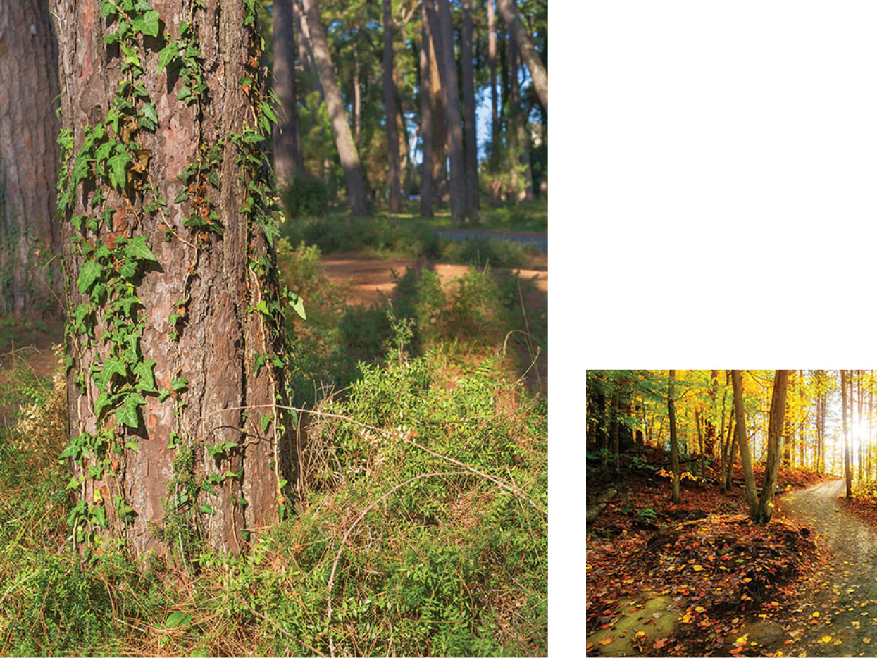 What do the natural areas in your locale look like Make Observations Before - photo 2